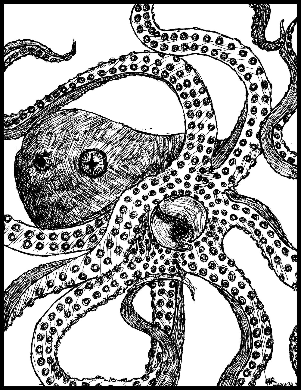 Octopus 